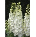 ΔΕΛΦΙΝΙΟΥΜ  ΥΒΡΙΔΙΟ  ΛΕΥΚΟ  DELPHINIUM  El CENTURIO WHITE